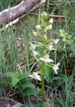 Orchis verdâtre